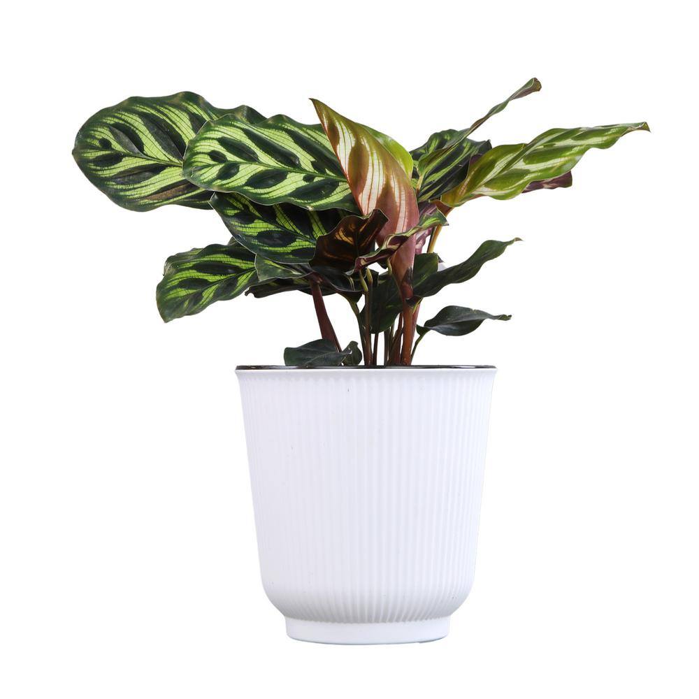 Calathea Makoyana in White Planter, Large Indoor Houseplant