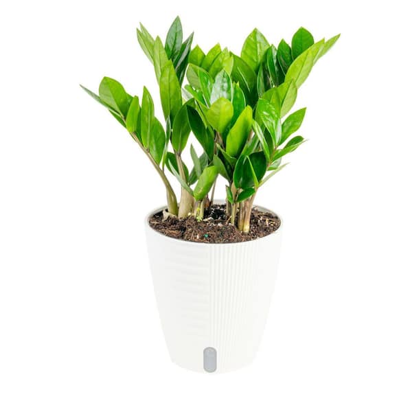 水 Zamioculcas zamifolia A B E G Zamioculcas Zamiifolia ZZ