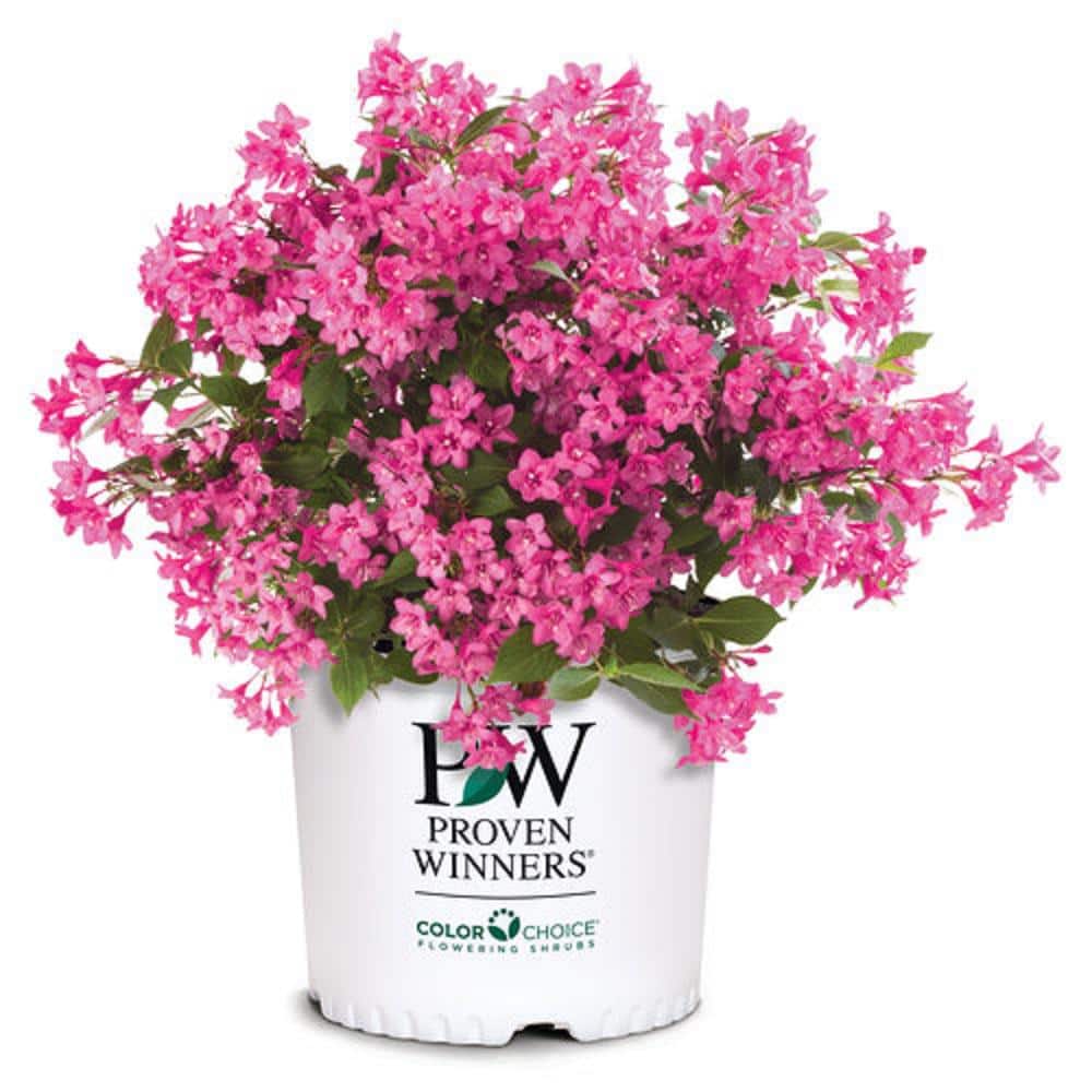 Sonic Bloom® Pure Pink Weigela - My Proven Winners ColorChoices