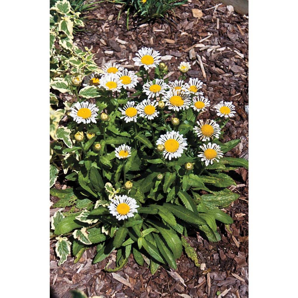 Sophie White Flowering Shasta Daisy Outdoor Perennial Plant