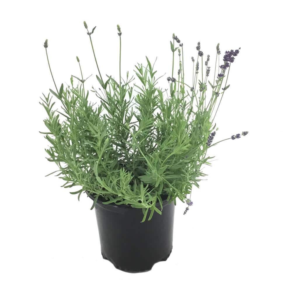 English Lavender (Lavendula) Early Blue Plant