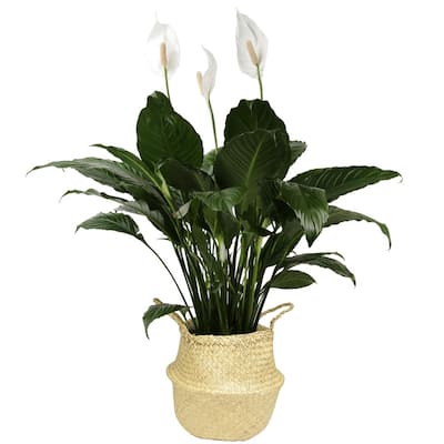 9.25 in. Spathiphyllum Plant in Natural Decor Basket