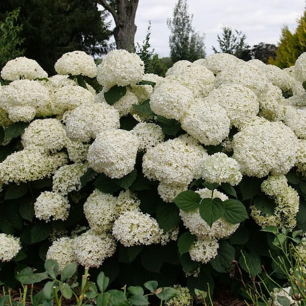 4.5 in. qt. Incrediball Storm Proof Smooth Hydrangea (Arborescens) Live Flowering Shrub with White to Green Flowers