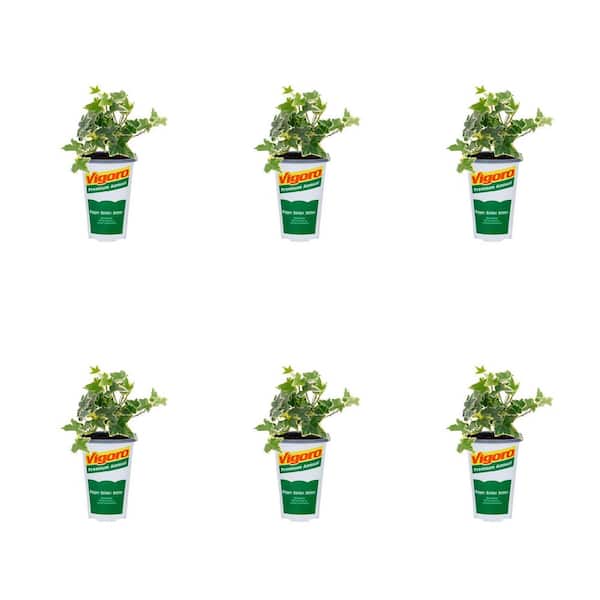 1 Pt. English Ivy Green and Yellow Perennial Plant (6-Pack)