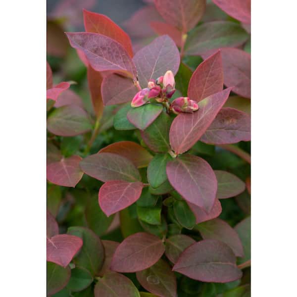 BUSHEL AND BERRY 1 Gal. Bushel and Berry Peach Sorbet Blueberry Live Plant  19827 - The Home Depot