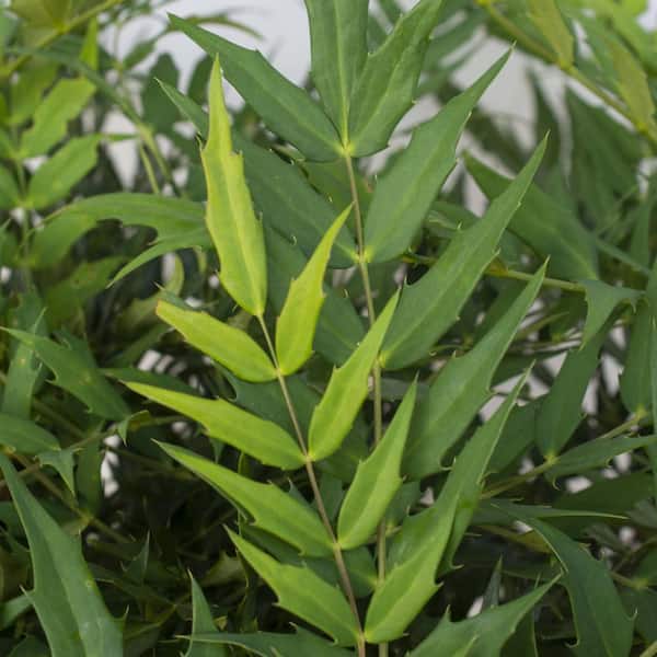 national PLANT NETWORK 4 in. Mahonia Funky Flow Shrub with Yellow Flowers (3-Pack)