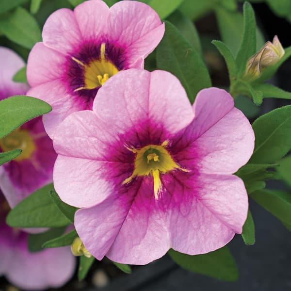 Vigoro 1.5 PT Calibrachoa Million Bells 'Aloha Nani Appleblossom