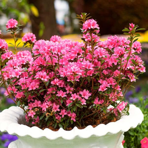 national PLANT NETWORK 2.5 Qt. Macrantha Pink Azalea Plant with
