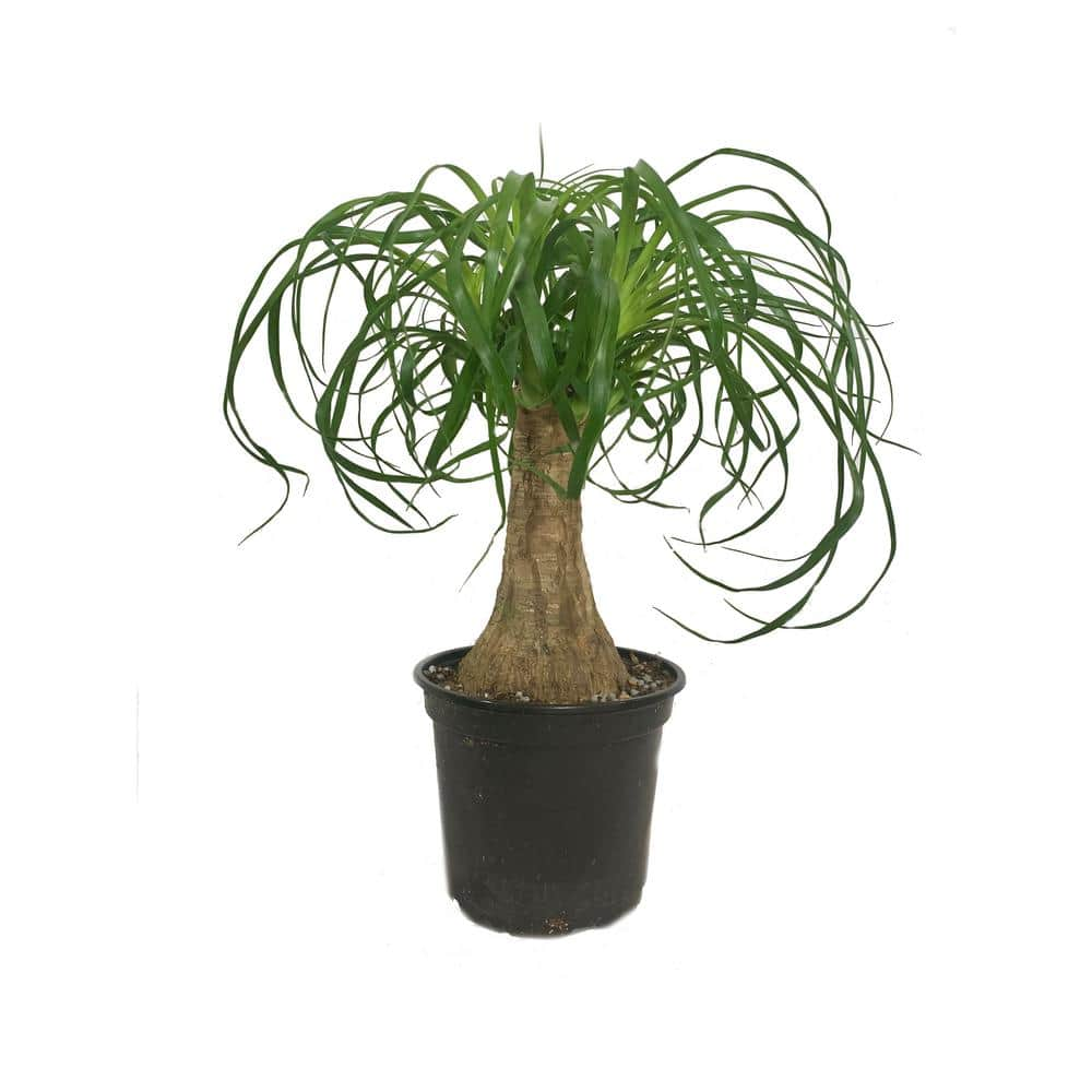 Reviews for Ponytail Palm Live Plant in 6 in. Growers Pot Beaucarnea ...