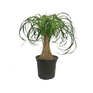 Ponytail Palm Live Plant in 6 in. Growers Pot Beaucarnea Recurvata Beautiful Clean Air Indoor Houseplant