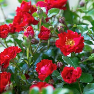 2 Gal. It's A Breeze Groundcover Rose Plant with Dark Red Double Blooms