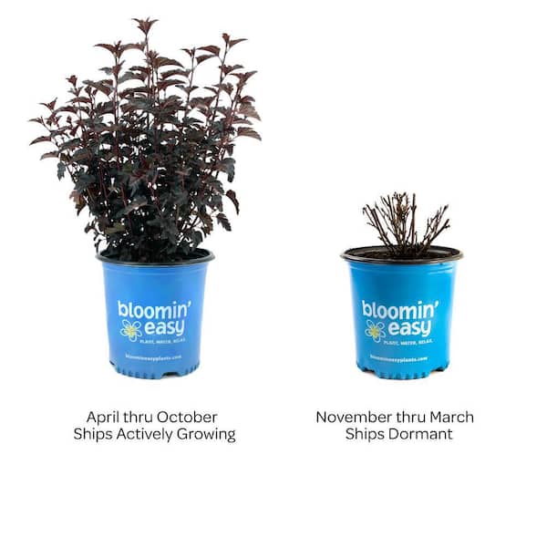 邦楽 Gum-9 / Bloom Ur Days Have a question about BLOOMIN' EASY 2 Gal. Panther Ninebark