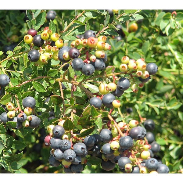 Vigoro 2 Gal. Cutie Pie Blueberry (Southern Highbush) Dwarf Bush, Fruit-Bearing Live Shrub, Delicious Petite Sweet Berries