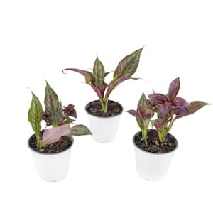 4 in. Persian Shield Purple Bloom Strobilanthes Plant (3-Piece)