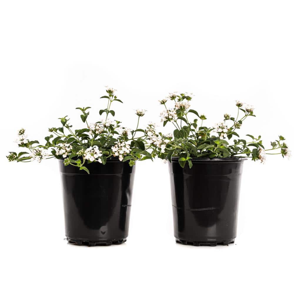2.5-Qt. #1 White Trailing Lantana Plant (2-Pack)