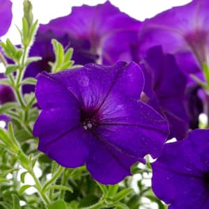 1 Qt. Blue Easy Wave Petunia Annual Plant with Dark Purple-Blue Flowers (5-Pack)