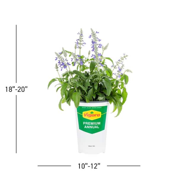 Vigoro 2 qt. Salvia Cathedral Blue and White Bicolor Annual Plant