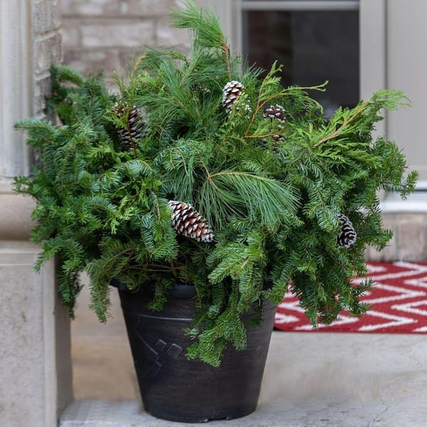 PROVEN WINNERS 40-45 Twig Count Fresh Cut Mixed Wintergreens Bundle, Holiday Decor