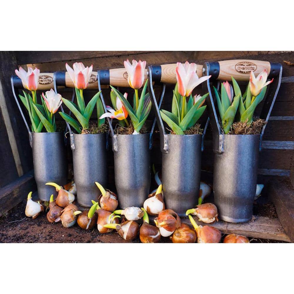 British Style Carbon Steel Bulb Planter with Ash Wood Handle