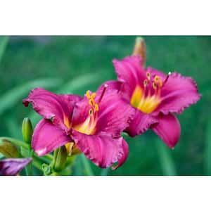 1 gal. Purple De Oro Daylily Flowering Shrub (2-Pack) - Compact with Prolific Blossoms