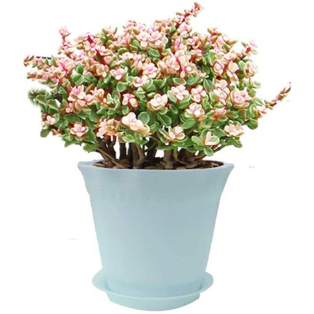 3-Pack Polyresin Planter Succulent Planter, Decorative Wavy Edge, Blue