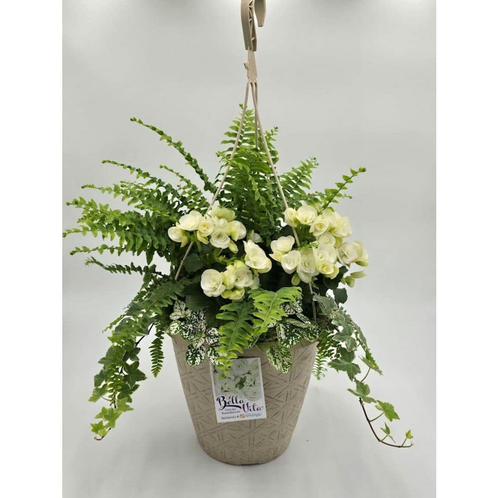 Bella Vita 10 in. Begonia Hanging Basket Blanco Beauty Easy-Care