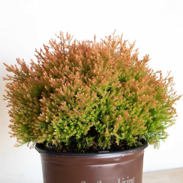 SOUTHERN LIVING 2.5 qt. Fire Chief Arborvitae (Thuja Occidentalis) Live  Dwarf Evergreen Shrub, Golden-Orange Foliage 5529Q