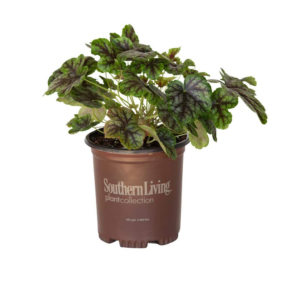 SOUTHERN LIVING 2.5 Qt. Tapestry Heucherella, Live Perennial Plant ...