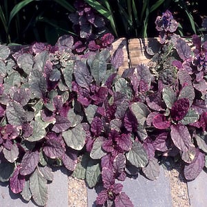 4 in. Burgundy Glow Green and Red Bugleweed Plant