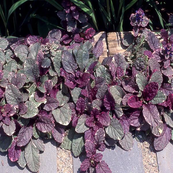 Unbranded 4 in. Burgundy Glow Green and Red Bugleweed Plant