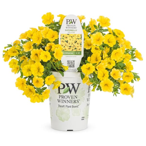 PROVEN WINNERS 4.25 in. Grande Superbells Yellow Calibrachoa Annual ...