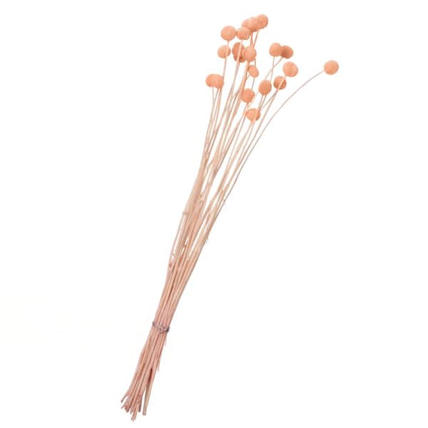 Uniquewise 20-Pieces Natural Dried Billy Ball Flowers Craspedia Bouquet for Home Party and Wedding Decor for Vases, Champagne