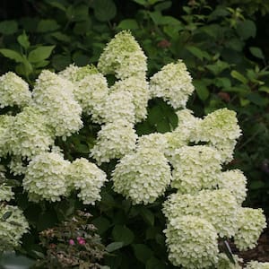 2 Gal. Little Lime Hydrangea Shrub with White Flowers