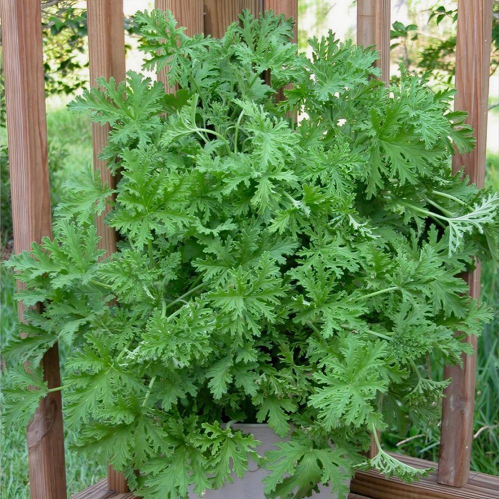Cottage Farms Direct 2.5 Qt. Citronella Lavender Blooms Mosquito Plant HD1004 The Home Depot