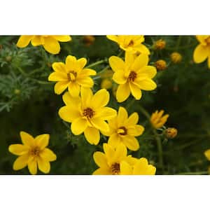 4.25 in. Grande Goldilocks Rocks (Bidens) Live Plant, Yellow Flowers (4-Pack)