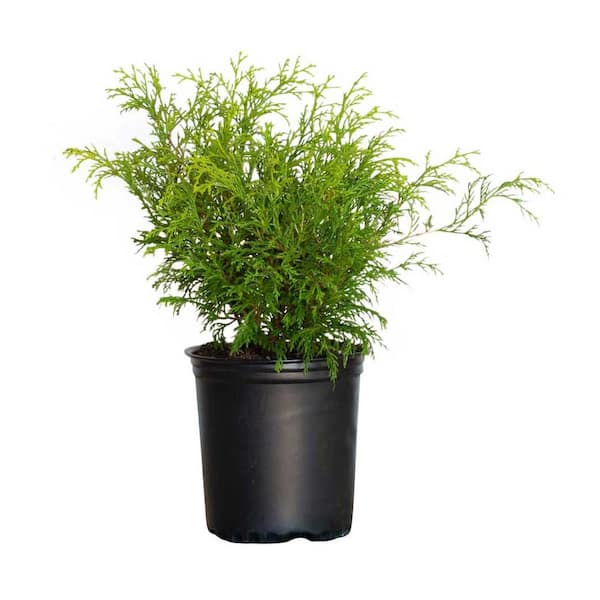 FLOWERWOOD 2.5 qt. Gold Mop Chamaecyparis (Threadleaf False Cypress) Evergreen Shrub with Golden Yellow Weeping Foliage