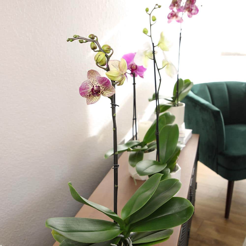 White Phalaenopsis Orchid in Ceramic Planter - Indoor/Outdoor Flower