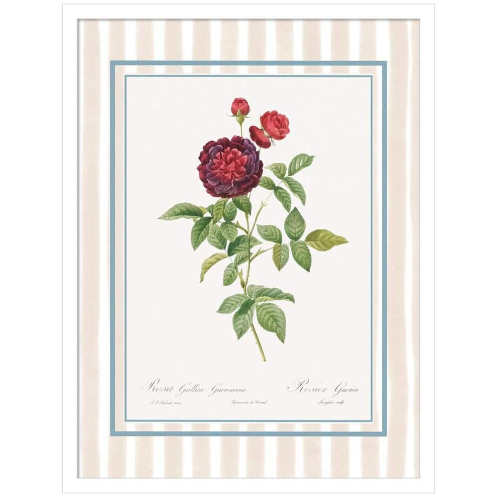 Svelte Floral 4 by Megan Ryan Flowers Framed Art Print 25 in. x 19 in. price history on PriceWatchPro
