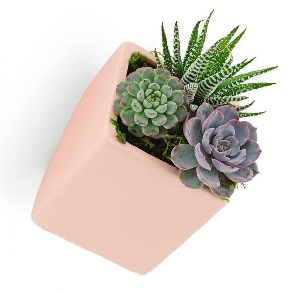 Arcadia Garden Products - Cube 3-1/2 in. x 4 in. Coral Ceramic Wall Planter