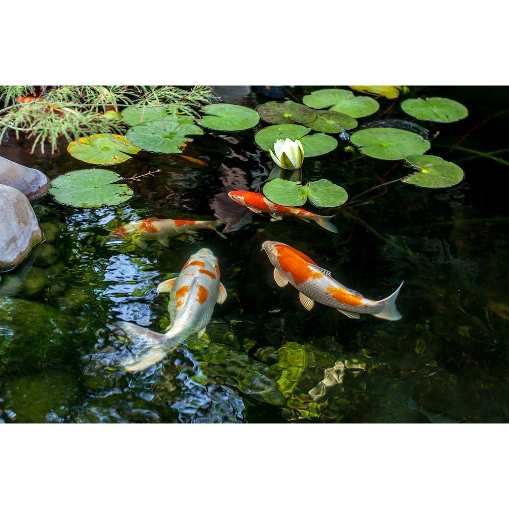 All-in-One Black Submersible Pond Filter with UV Light