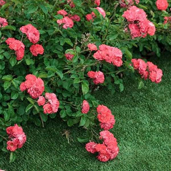 Drift 1 Gal. Coral Drift Live Rose Bush with Coral-Orange Flowers