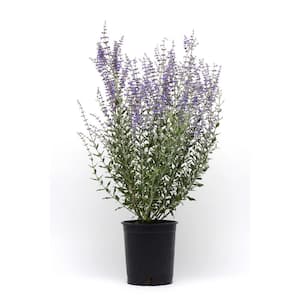 3 Gal. Purple Russian Sage Plant (1-Pack)