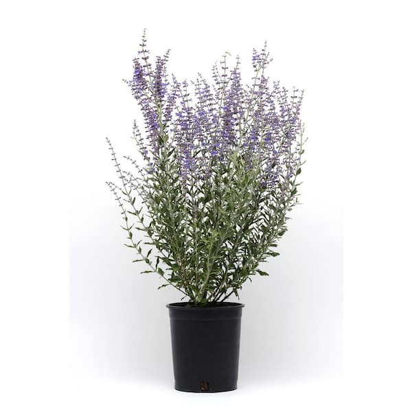 Proven Winners 3 Gal. Purple Sage Plant (1-Pack)