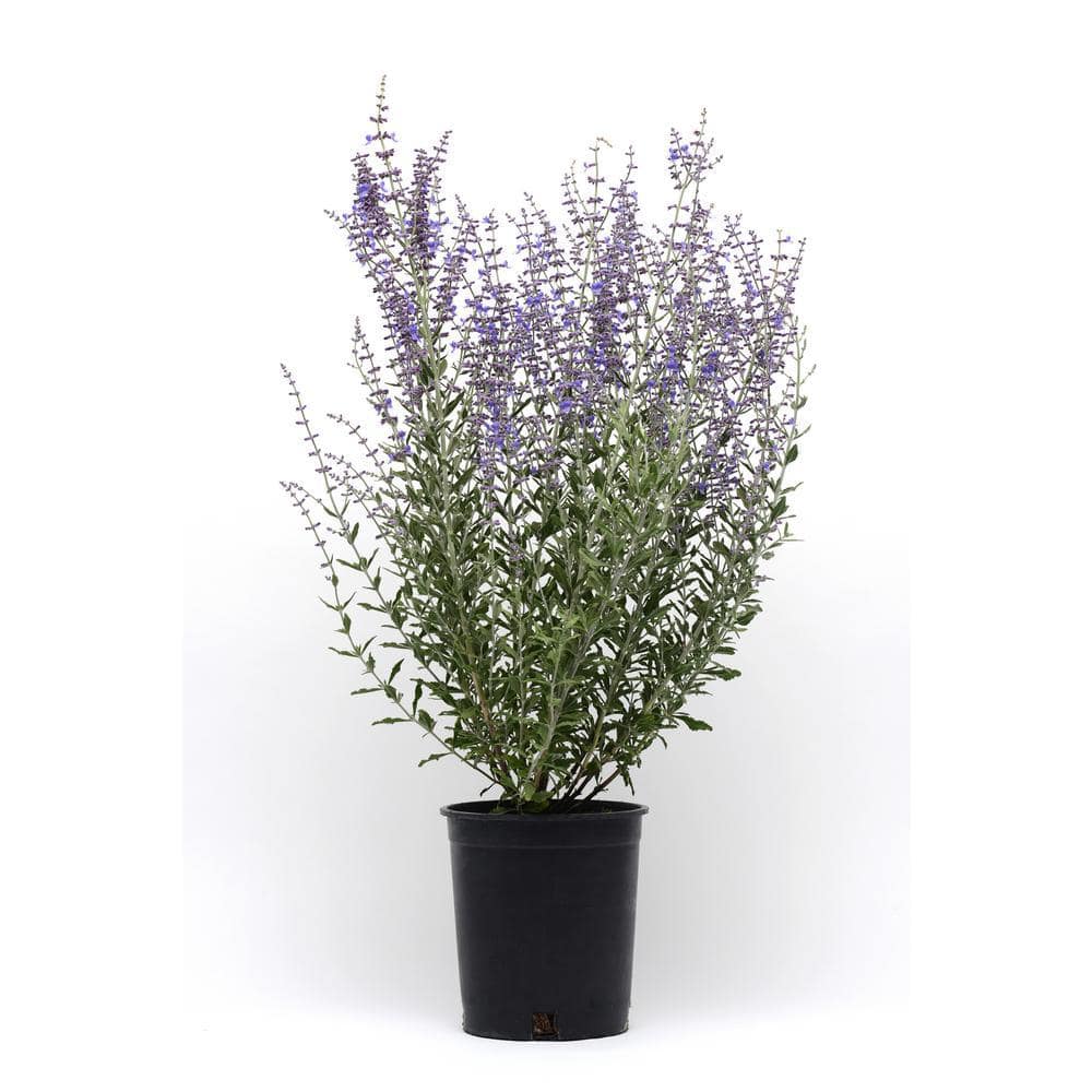Russian Sage Home Depot