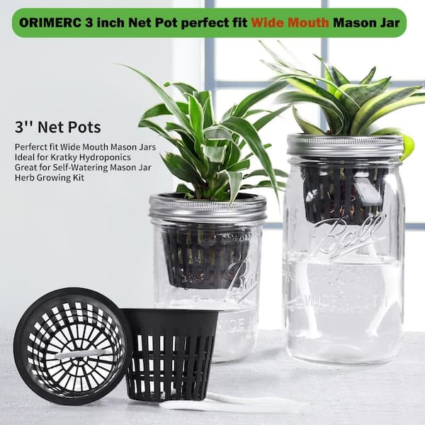 aloe vera plant where can i buy Aloe Vera Plant - 5 Gal