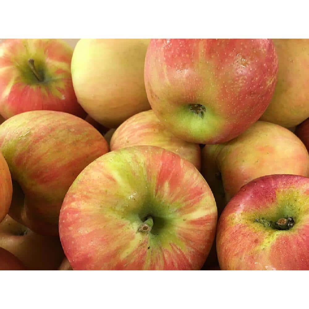 Honey Crisp Apples - Basket of 6 - Walnut Creek Farm