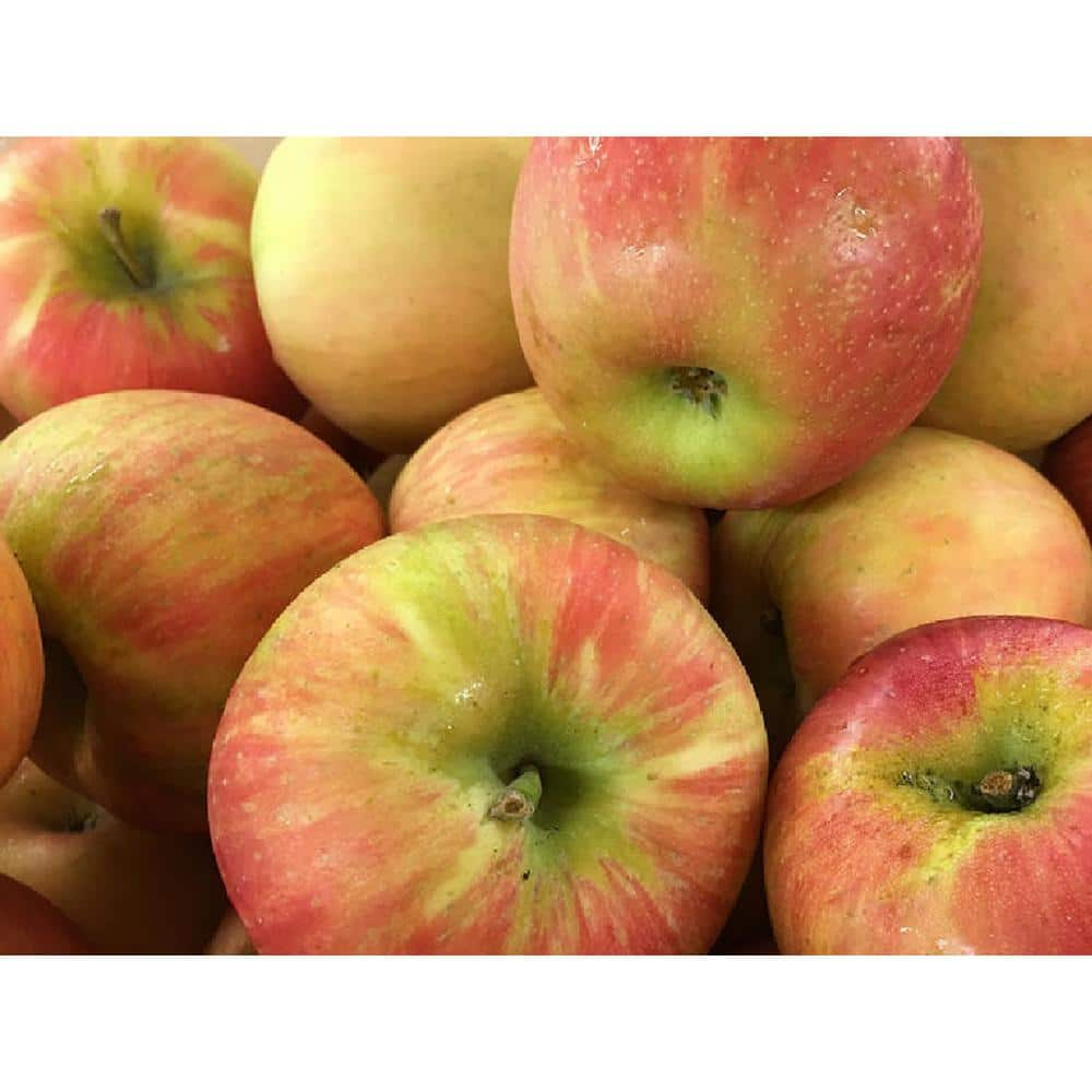 Honeycrisp Apples at Whole Foods Market