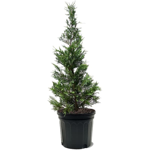 Leyland Cypress Evergreen Tree
