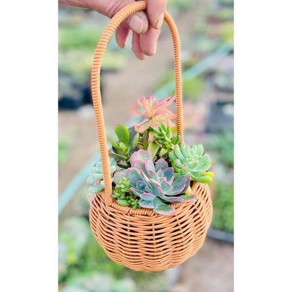 11 in. Small Wicker Soilless Succulent Plant Flower Basket