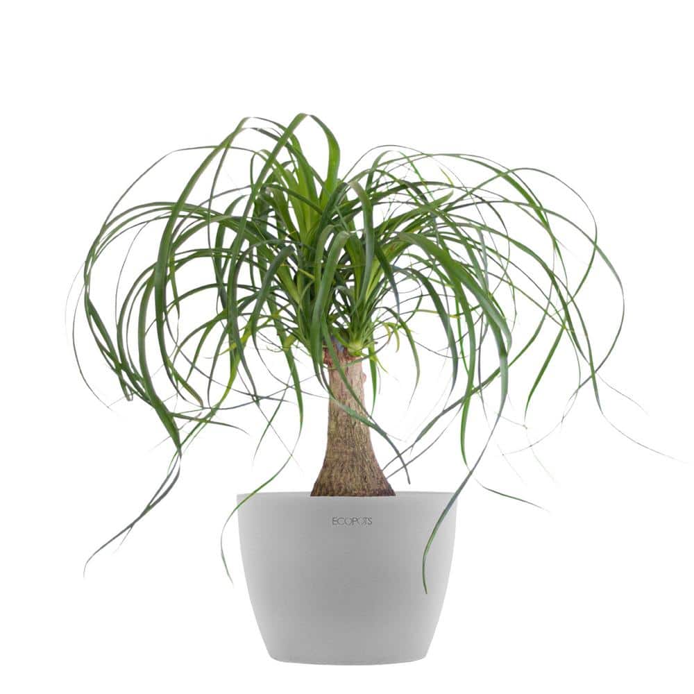 united-nursery-house-plants-